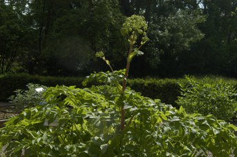 Angelica archangelica L. - Garden angelica
