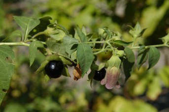Atropa belladonna L. - Belladonna