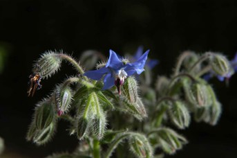 Borago officinalis L. - Borage