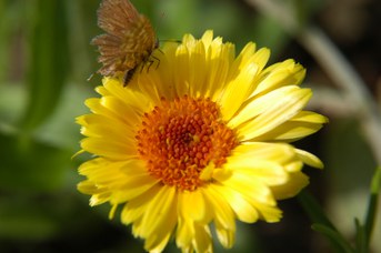 Calendula officinalis L. - Pot marigold