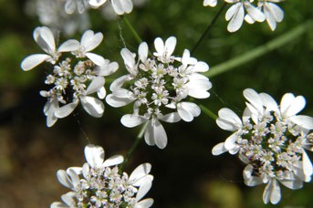 Coriandrum sativum L. - Coriander