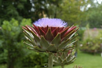 Cynara cardunculus L. - Cardoon