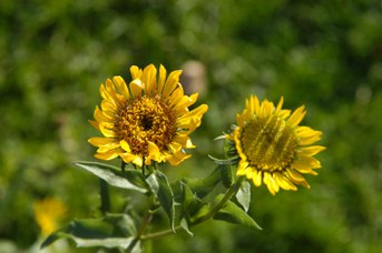 Grindelia robusta Nutt. - Gumweed herb