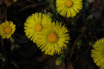 Tussilago farfara L. - Coltsfoot