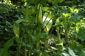 Arum italicum Miller - Italian arum