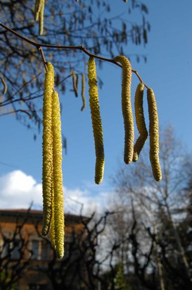 Corylus avellana L. - Common hazel