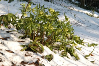 Helleborus viridis L. - Green hellebore