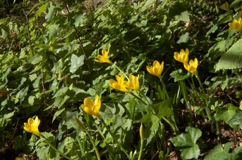 Sternbergia lutea (L.) Ker-Gawl. - Autumn daffodil