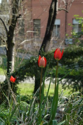 Tulipa oculus-solis St. Amans - Tulip