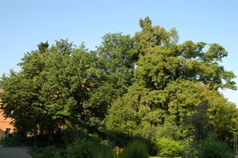 View of the broadleaved trees, typical of the Apennines around Bologna