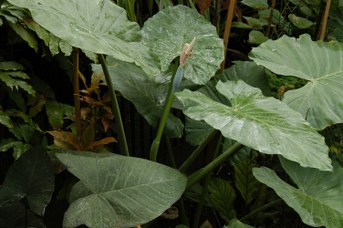 Colocasia esculenta (L.) Schott - Taro