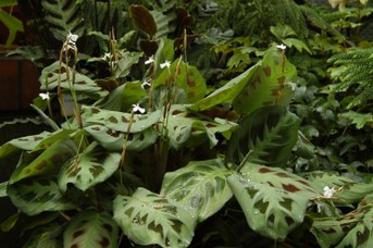 Maranta leuconeura E. Morren - Prayer plant