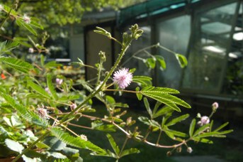 Mimosa pudica L. - Sensitive plant