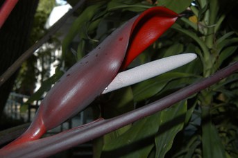 Philodendron sanguineum Regel