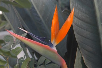 Strelitzia reginae Banks - Bird of paradise