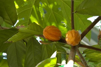 Theobroma cacao L. - Cacao tree