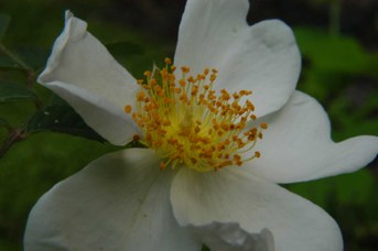 Rosa arvensis Hudson - Field rose