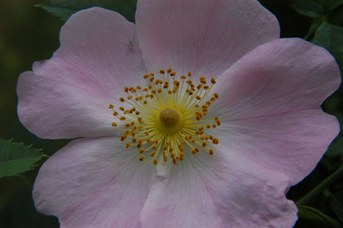 Rosa canina L. - Dog rose