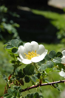 Rosa pimpinellifolia L. - Burnet rose