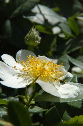 Rosa sempervirens L. - Evergreen rose