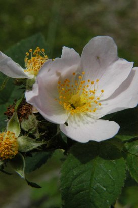 Rosa villosa L. - Apple rose
