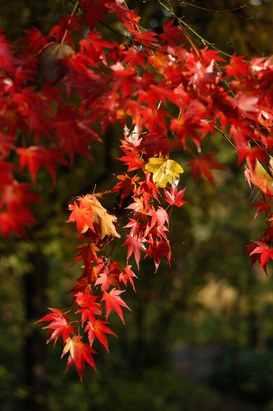 Acer japonicum Thunb - Downy Japanese maple