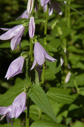 Campanula rapunculoides L. - Creeping bellflower