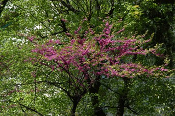 Cercis siliquastrum L. - Judas tree