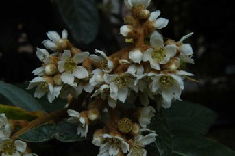 Eriobotrya japonica (Thunb.) Lindley - Loquant