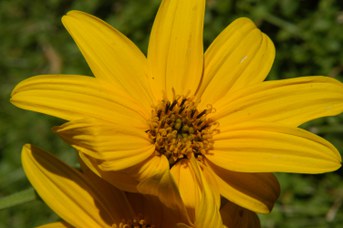 Helianthus tuberosus L. - Jerusalem artichoke