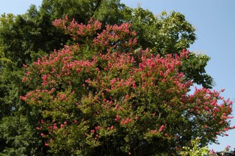 Koelreuteria paniculata Laxm. - Goldenrain tree