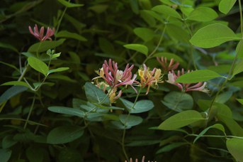 Lonicera × heckrottii Rehder - Golden flame honeysuckle
