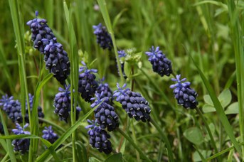 Muscari atlanticum Boiss. et Reuter - Grape hyacinth