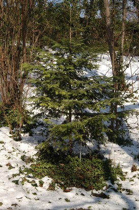 Abies alba Mill. - Silver fir
