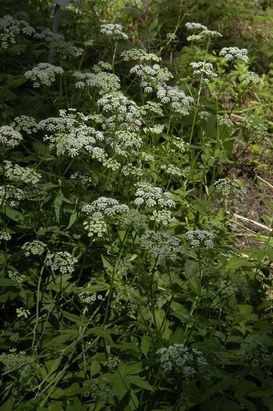 Aegopodium podagraria L. - Ground elder