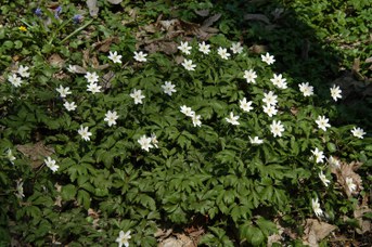 Anemone nemorosa L. - wood anemone