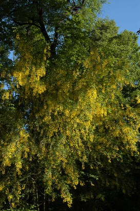Laburnum anagyroides Medicus - Common laburnum