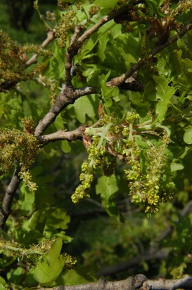 Quercus pubescens Willd. - Downy oak
