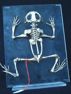 Complete skeleton of a common toad (bufo vulgaris)