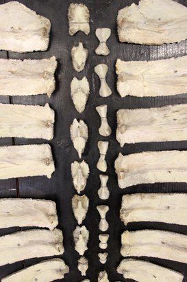 Decomposed skeleton of a turtle's back (Testudo caouana)