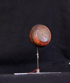 Desiccated sclera of a swordfish (xiphias gladius)