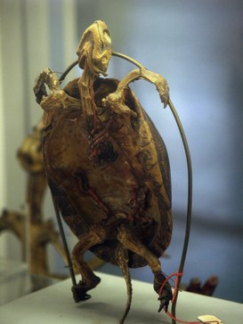 Lungs and pleura of a loggerhead sea turtle (caretta caretta)