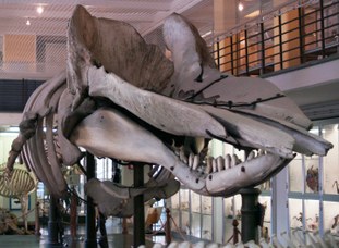 Skeleton of a sperm whale (physeter macrocephalus)