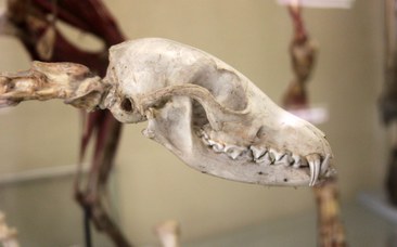 Skull of a dog (canis familiaris)