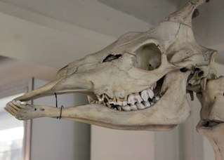 Skull of a giraffe (giraffa camelopardalis)