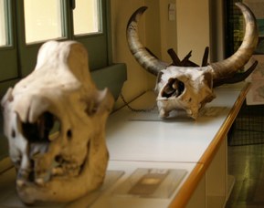 Skulls of a rhinoceros and an ox (rhinoceros sumatrensis and bos taurus)
