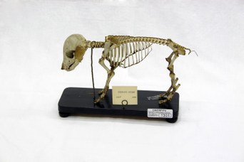 Baby pig's natural skeleton, Papi Catalogue, 1910