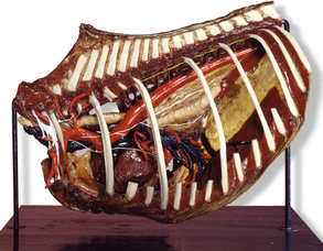 Donkey's chest cavity, Papi Catalogue, 1885