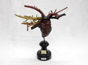 Donkey's heart and main blood vessels, Papi Catalogue, 1900