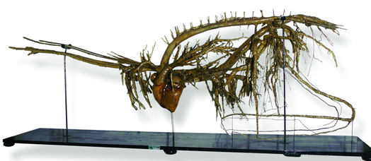 Horse's arterial and venous system, dry preparations, Papi Catalogue, 1900